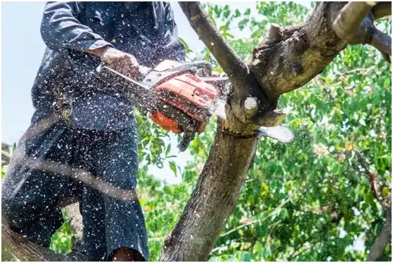 tree services Shavano Park